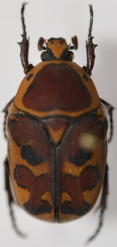 Pachnoda cincticollis